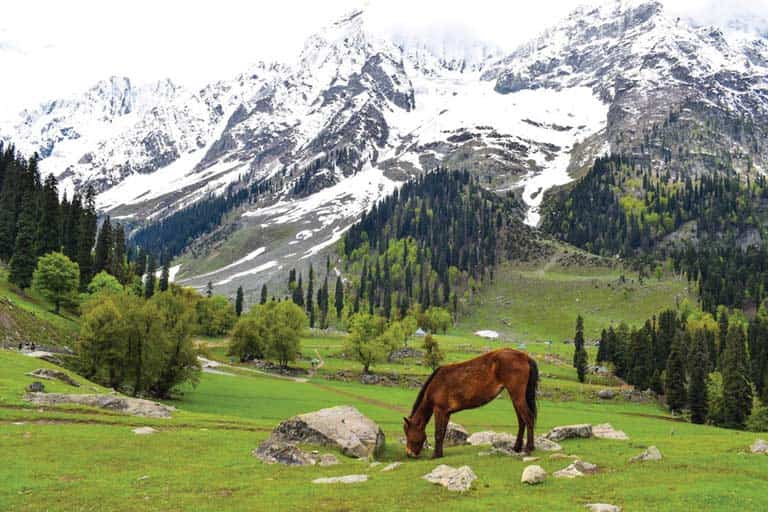 The Top 4 Places For Camping In Kashmir