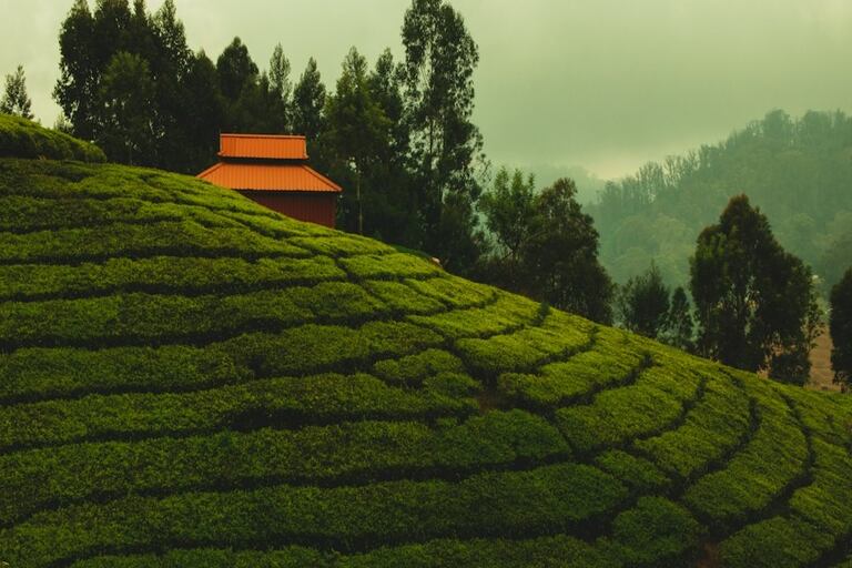 ooty tourist places in south india
