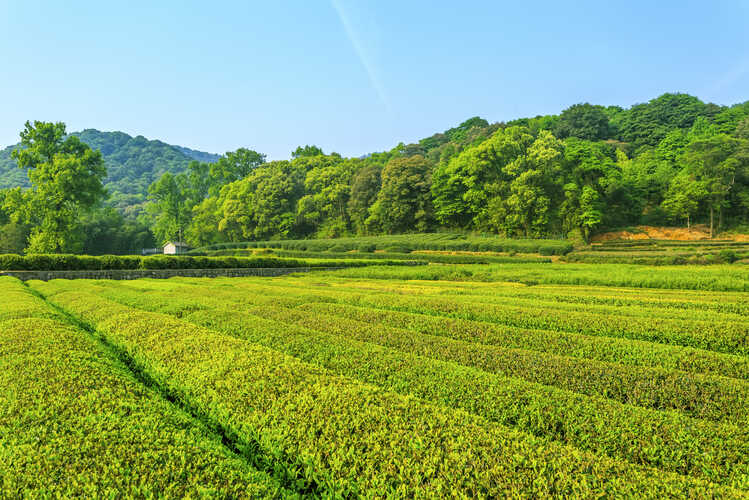 Halmari Tea Estate